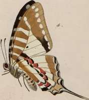 Picture 127 of 216 from (Band 1) (1806), leaf 113