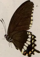 Picture 129 of 216 from (Band 1) (1806), leaf 115