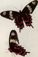 An illustration from (Band 1) (1806)