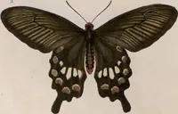 An illustration from (Band 1) (1806)