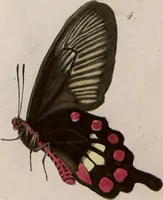 An illustration from (Band 1) (1806)