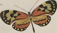An illustration from (Band 1) (1806)