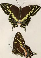 An illustration from (Band 1) (1806)