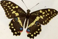 An illustration from (Band 1) (1806)
