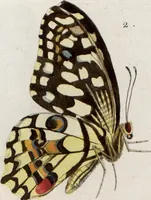 An illustration from (Band 1) (1806)
