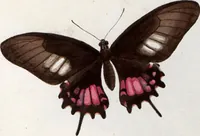 An illustration from (Band 1) (1806)