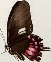 An illustration from (Band 1) (1806)