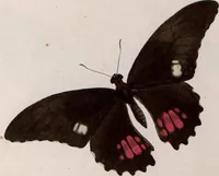 An illustration from (Band 1) (1806)