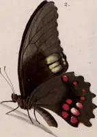 Picture 144 of 216 from (Band 1) (1806), leaf 125