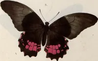 An illustration from (Band 1) (1806)