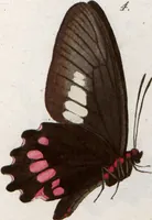 Picture 148 of 216 from (Band 1) (1806), leaf 127