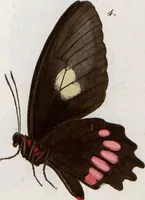 An illustration from (Band 1) (1806)