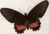 An illustration from (Band 1) (1806)