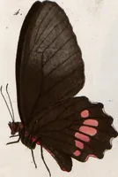 Picture 153 of 216 from (Band 1) (1806), leaf 130