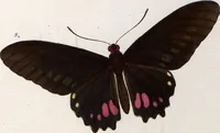 An illustration from (Band 1) (1806)