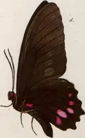 Picture 155 of 216 from (Band 1) (1806), leaf 131