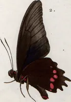 Picture 157 of 216 from (Band 1) (1806), leaf 132