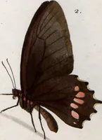 An illustration from (Band 1) (1806)