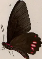 An illustration from (Band 1) (1806)