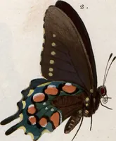 Picture 162 of 216 from (Band 1) (1806), leaf 135