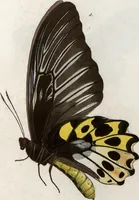 An illustration from (Band 1) (1806)