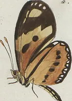 An illustration from (Band 1) (1806)
