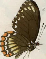 An illustration from (Band 1) (1806)