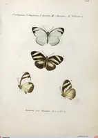 An illustration from (Band 1) (1806)