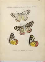 An illustration from (Band 1) (1806)