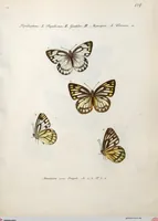 An illustration from (Band 1) (1806)