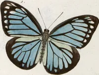 Picture 172 of 216 from (Band 1) (1806), leaf 146