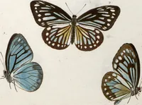An illustration from (Band 1) (1806)