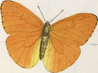 An illustration from (Band 1) (1806)