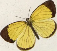 An illustration from (Band 1) (1806)