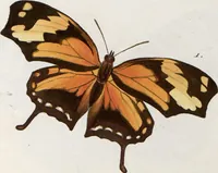 An illustration from (Band 1) (1806)