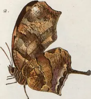 An illustration from (Band 1) (1806)