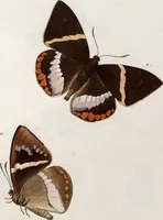 An illustration from (Band 1) (1806)