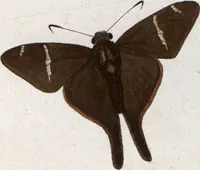 An illustration from (Band 1) (1806)