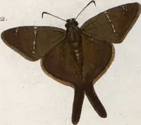 An illustration from (Band 1) (1806)