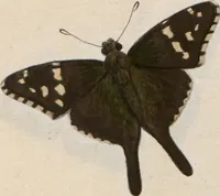 Picture 186 of 216 from (Band 1) (1806), leaf 161
