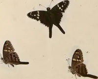 An illustration from (Band 1) (1806)