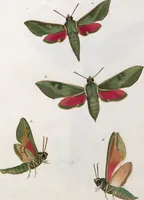 An illustration from (Band 1) (1806)