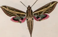 An illustration from (Band 1) (1806)