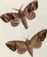 An illustration from (Band 1) (1806)