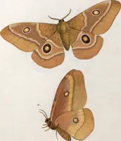 An illustration from (Band 1) (1806)