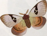An illustration from (Band 1) (1806)