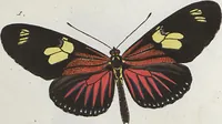 An illustration from (Band 1) (1806)
