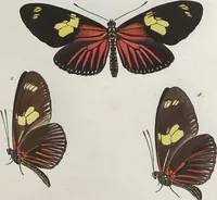 An illustration from (Band 1) (1806)