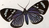 An illustration from (Band 1) (1806)