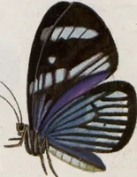 Picture 205 of 216 from (Band 1) (1806), leaf 193